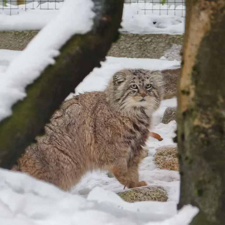 Фотография Мануэля в Гданском Зоопарке