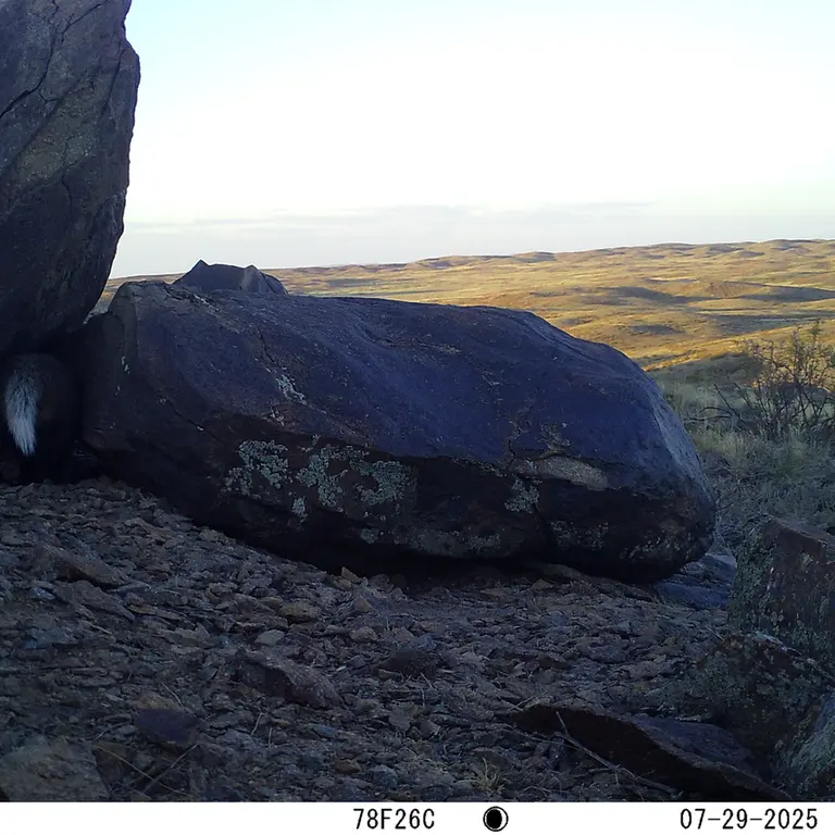 Фотография Азиатского Барсука с фотоловушки Кошкар [новинка]