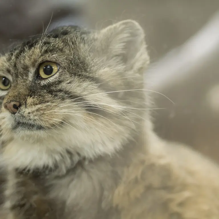 Фотография Примулы в Зоопарке Уено