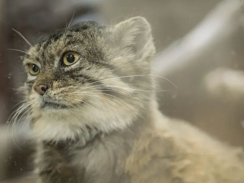 Фотография Примулы в Зоопарке Уено