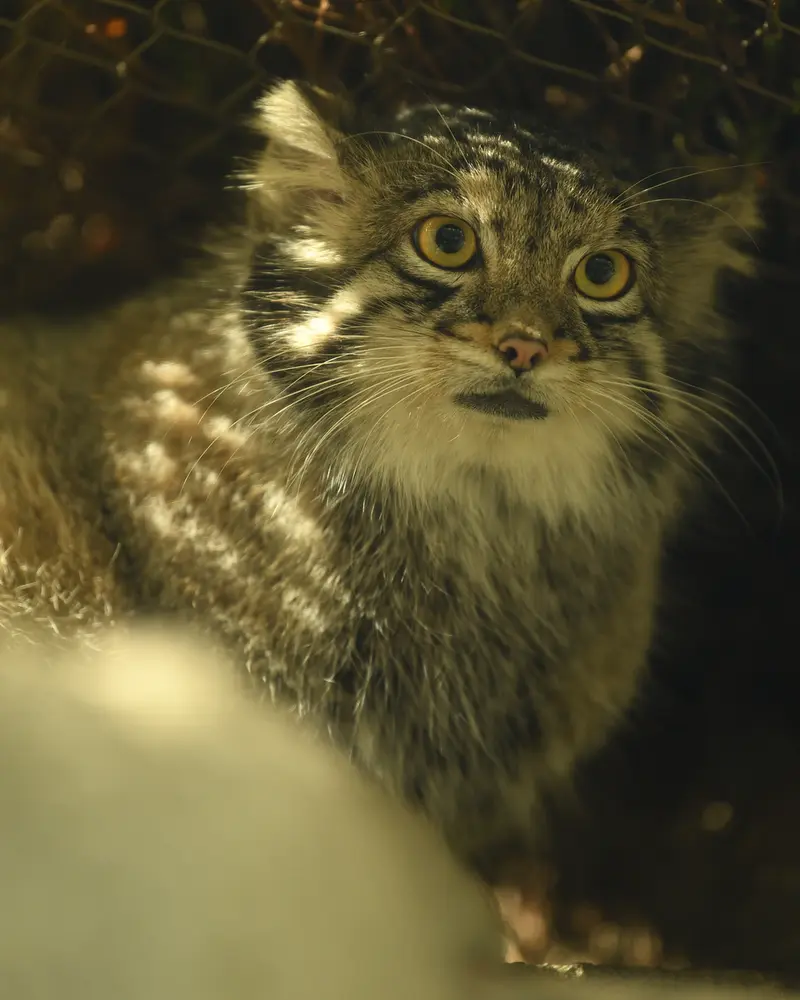 Фотография Ото в Царстве Животных Кобе