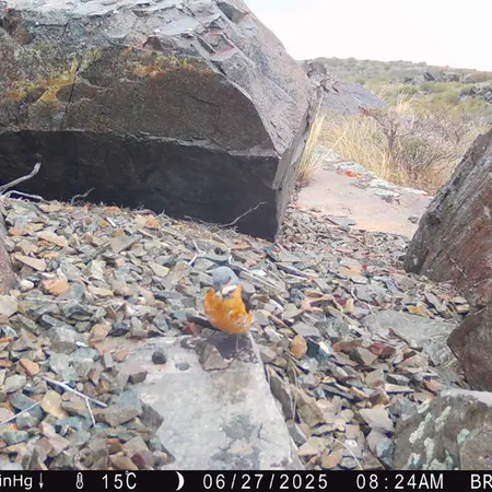 Фотография с манулом с фотоловушки Киикбай