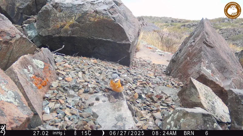 Фотография с манулом с фотоловушки Киикбай [новинка]