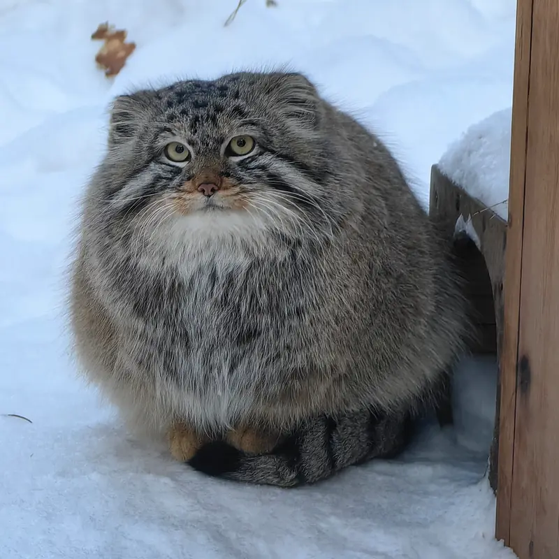 Фотография Лолошика 2024 Г.р. Ⅵ в Новосибирском Зоопарке