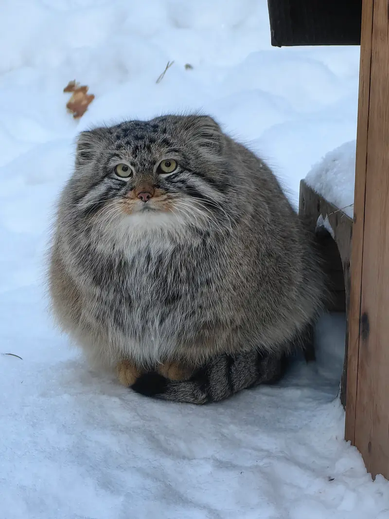 Фотография Лолошика 2024 Г.р. Ⅵ в Новосибирском Зоопарке