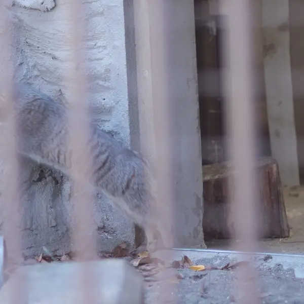 Фотография Фиги в Зоопарке Ногеяме