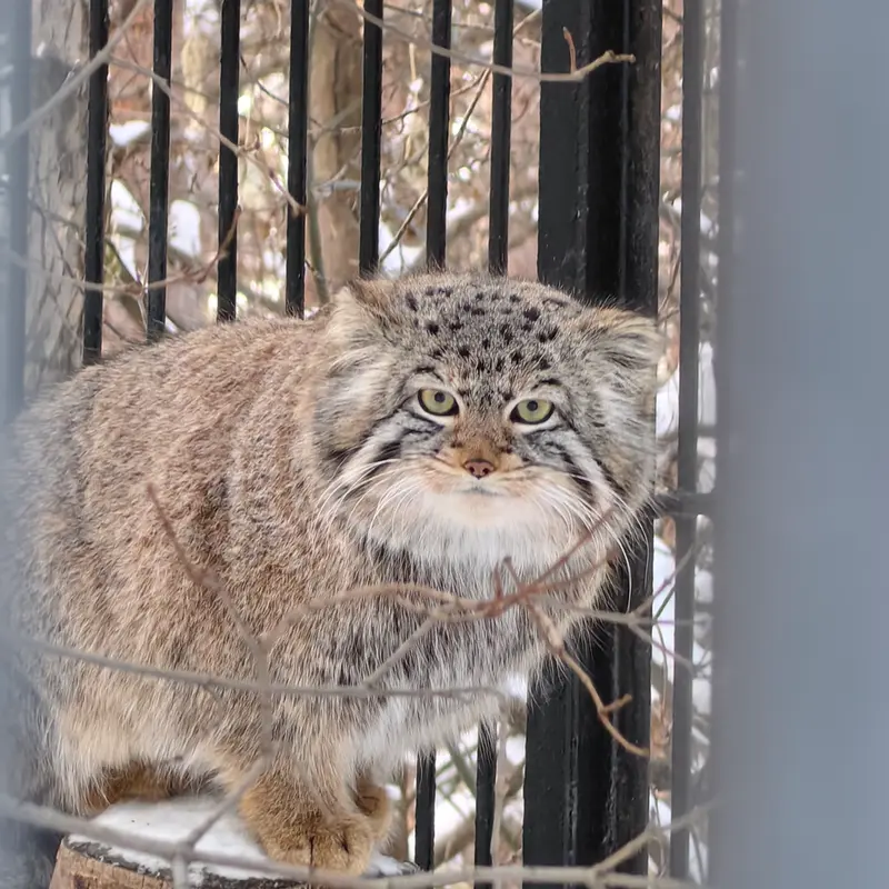 Фотография Евчика 2024 Г.р. Ⅳ в Новосибирском Зоопарке