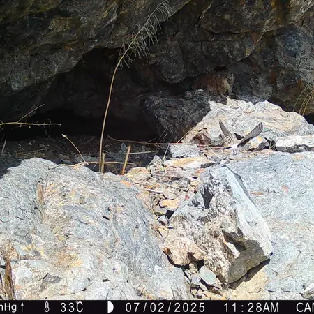 Фотография с манулом с фотоловушки Жунды 1