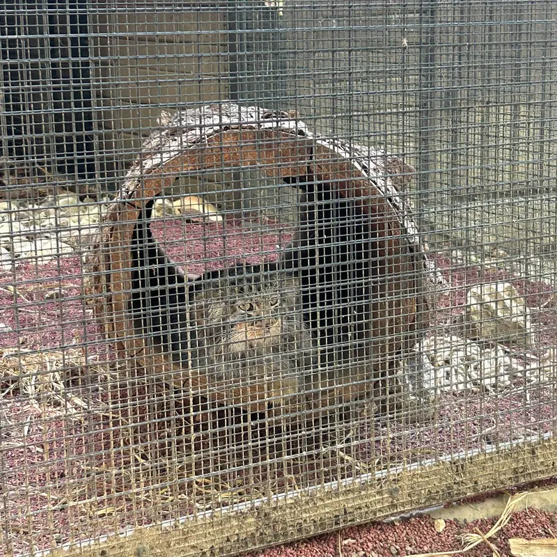 Фотография Котёнок Ариуны 2026 г.р. Ⅰ, Котёнок Ариуны 2026 г.р. Ⅱ, Котёнок Ариуны 2026 г.р. Ⅲ, Котёнка Ариуны 2026 г.р. Ⅳ, Котёнка Ариуны 2026 г.р. Ⅴ, и Котёнка Ариуны 2026 г.р. Ⅵ в Зоопарке Брно