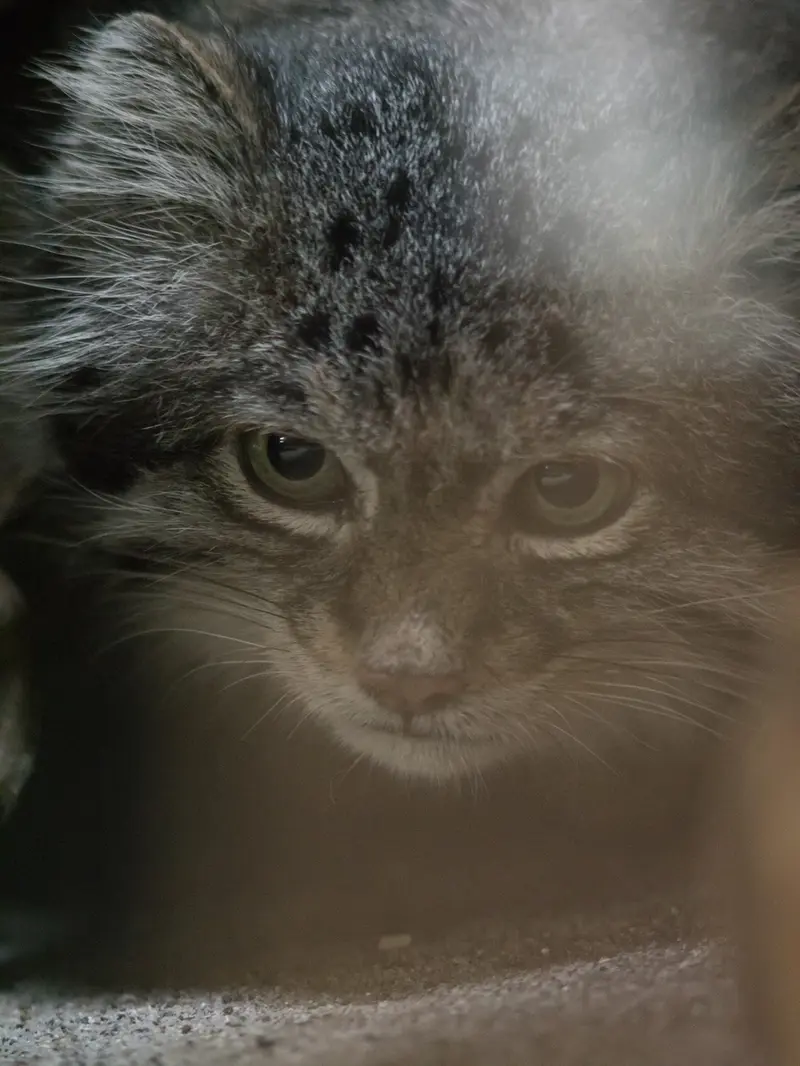 Фотография Клёна в Зоопарке Уено