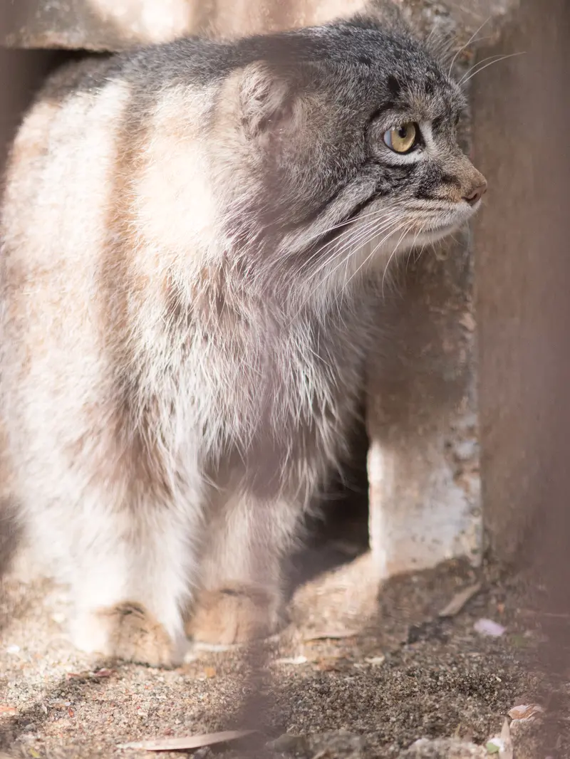 Фотография Фиги в Зоопарке Ногеяме
