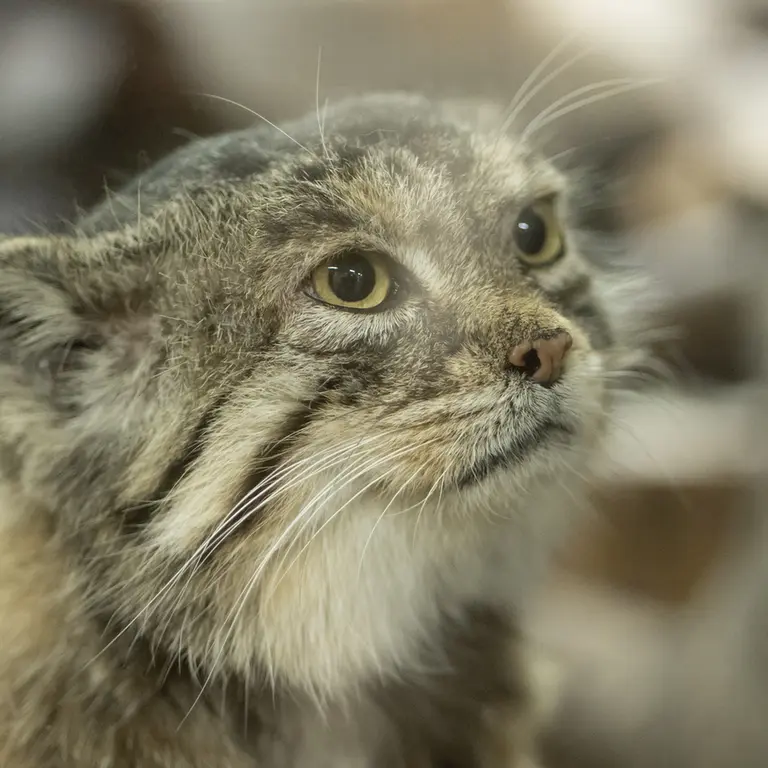 Фотография Примулы в Зоопарке Уено