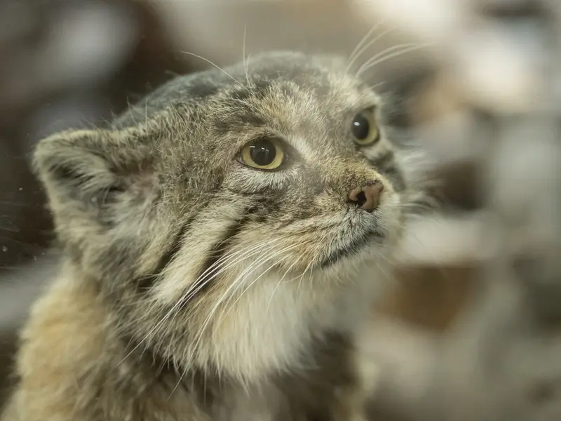 Фотография Примулы в Зоопарке Уено