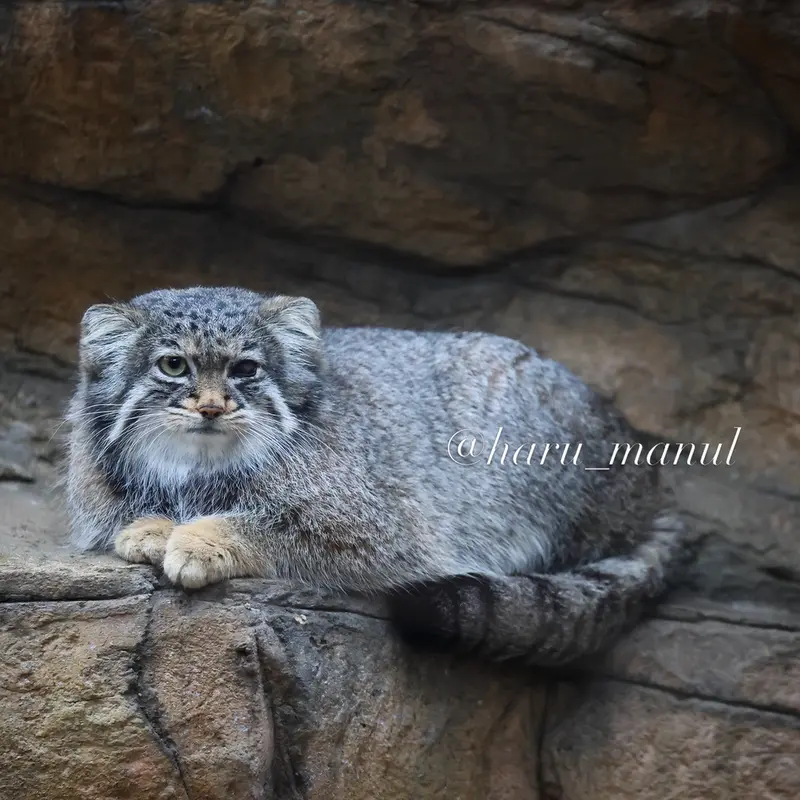 Фотография Абрикос в Царстве Животных Насу