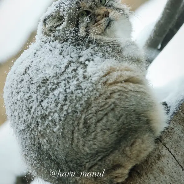 Фотография Льва в Царстве Животных Насу