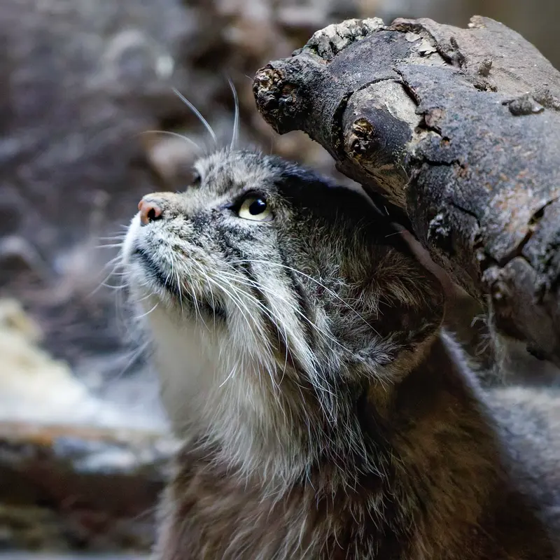 Фотография Примулы в Зоопарке Уено