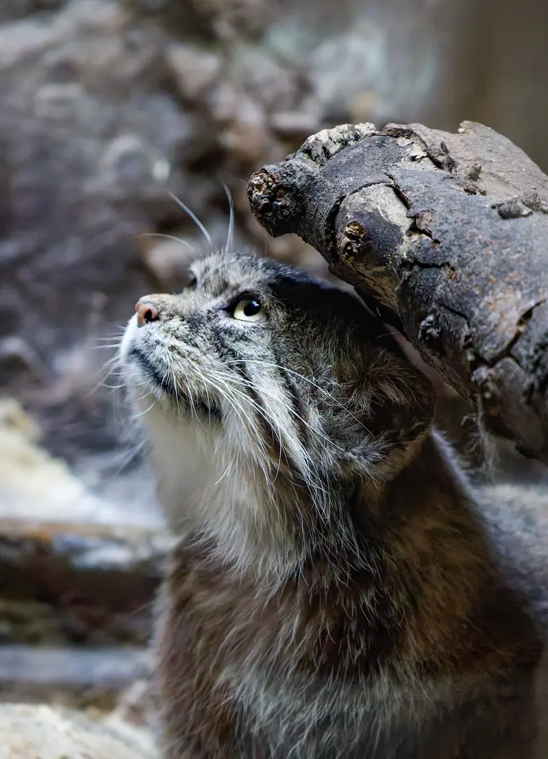 Фотография Примулы в Зоопарке Уено