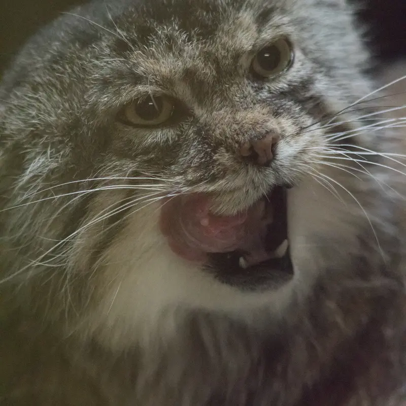 Фотография Примулы в Зоопарке Уено