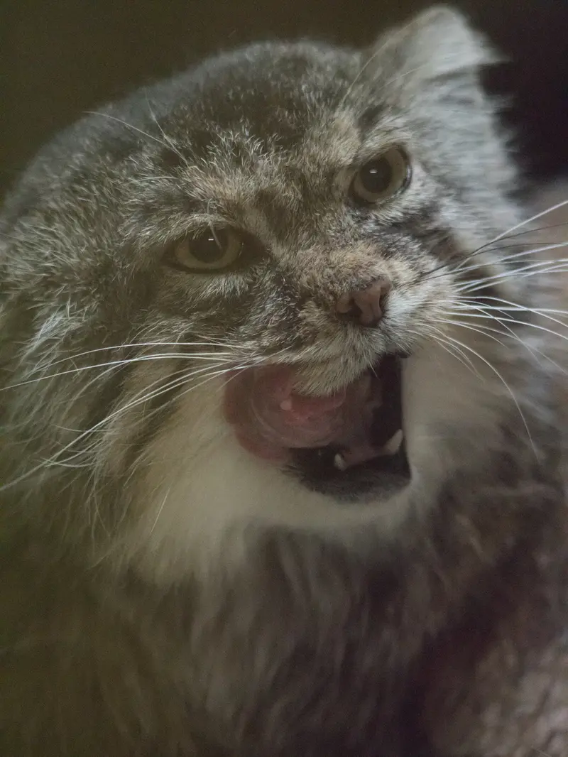 Фотография Примулы в Зоопарке Уено