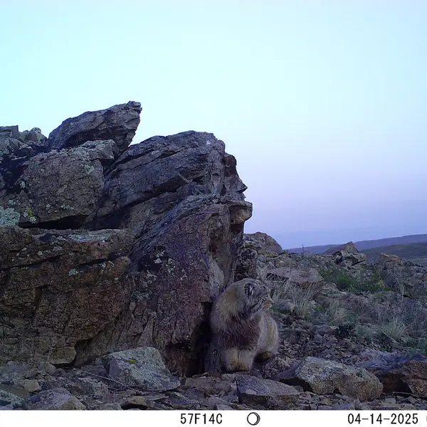 Фотография Сибирского Манула с фотоловушки Карашокы