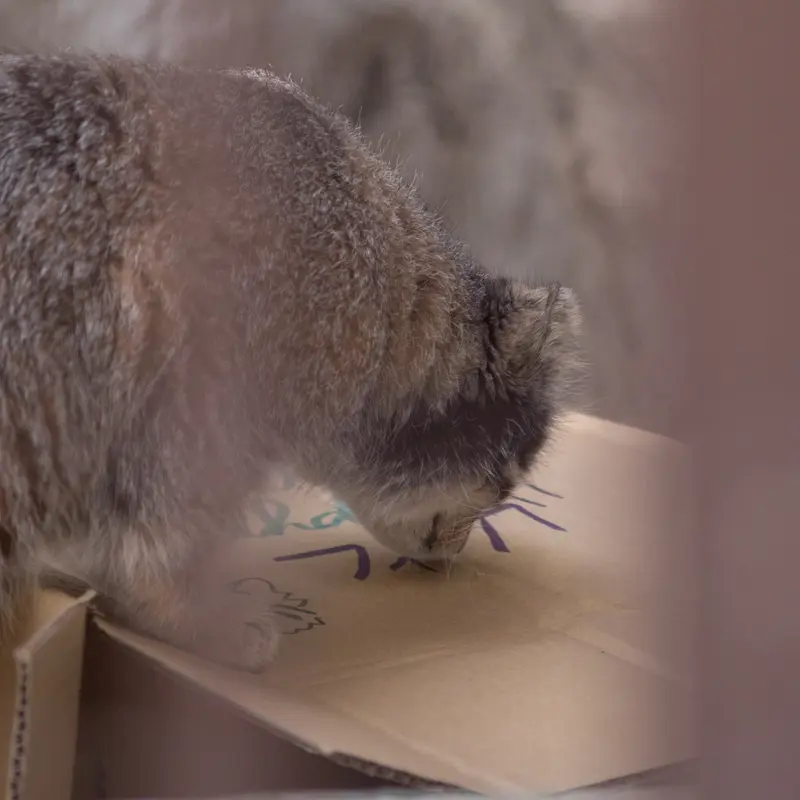 Фотография Фиги в Зоопарке Ногеяме