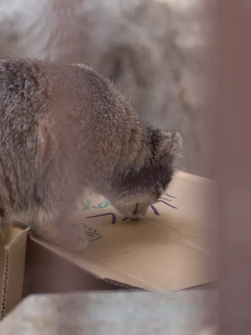 Фотография Фиги в Зоопарке Ногеяме