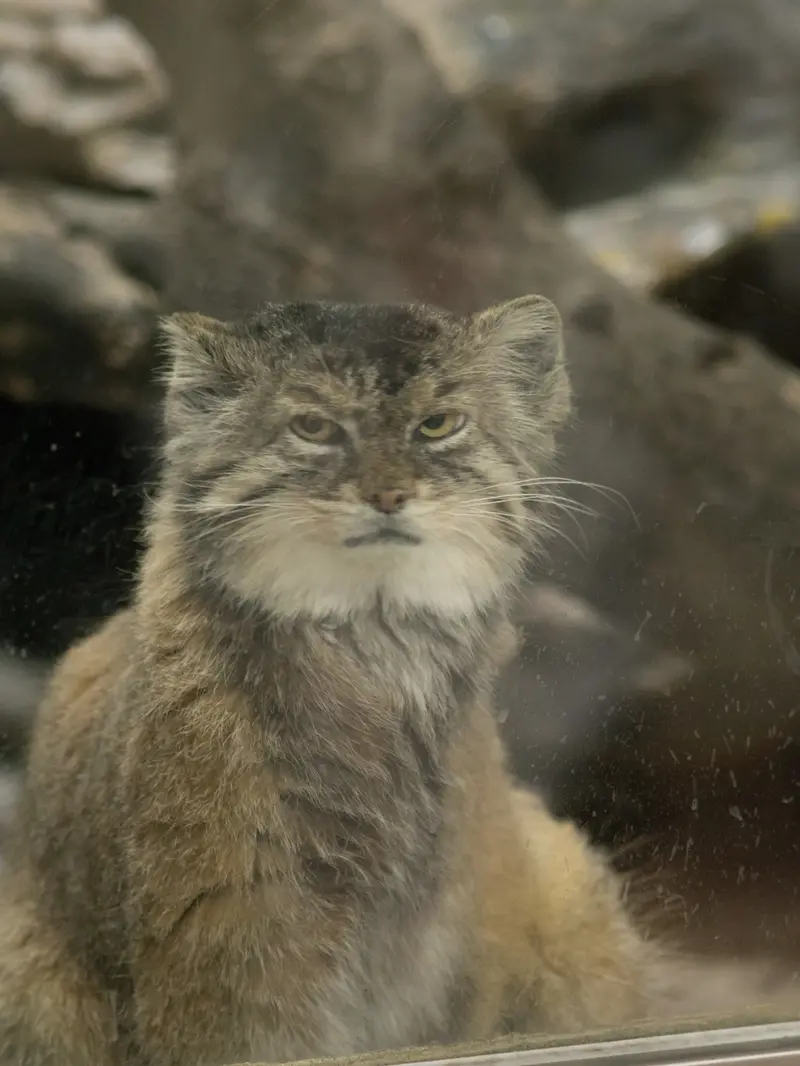 Фотография Примулы в Зоопарке Уено