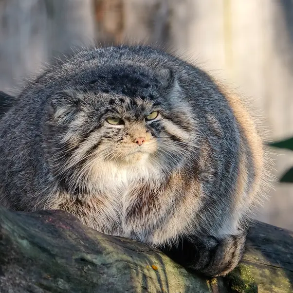 Фотография Ченду в Берлинском Зоопарке