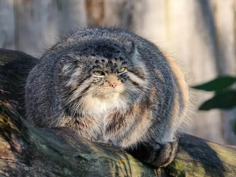 Фотография Ченду в Берлинском Зоопарке