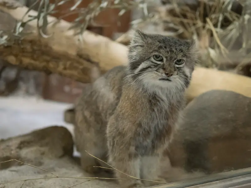 Фотография Клёна в Зоопарке Уено