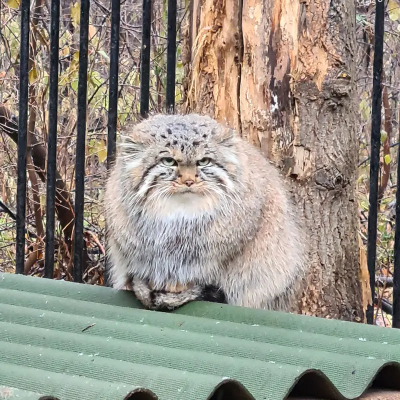 Фотография Лолошки 2024 Г.р. Ⅳ в Новосибирском Зоопарке