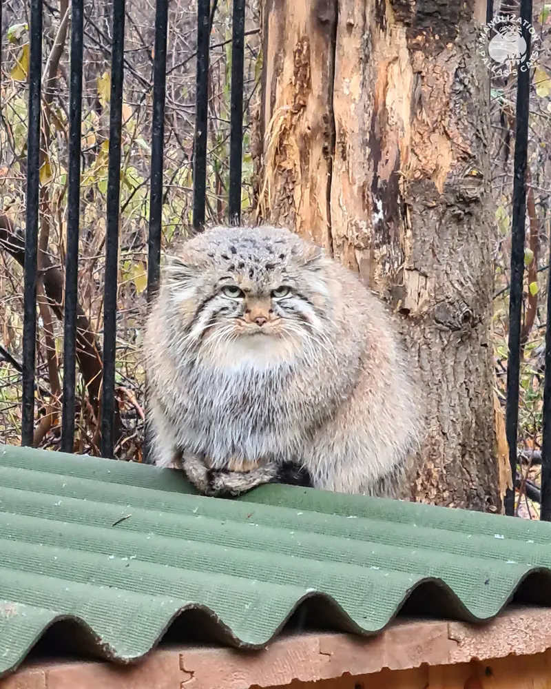 Фотография Лолошки 2024 Г.р. Ⅳ в Новосибирском Зоопарке