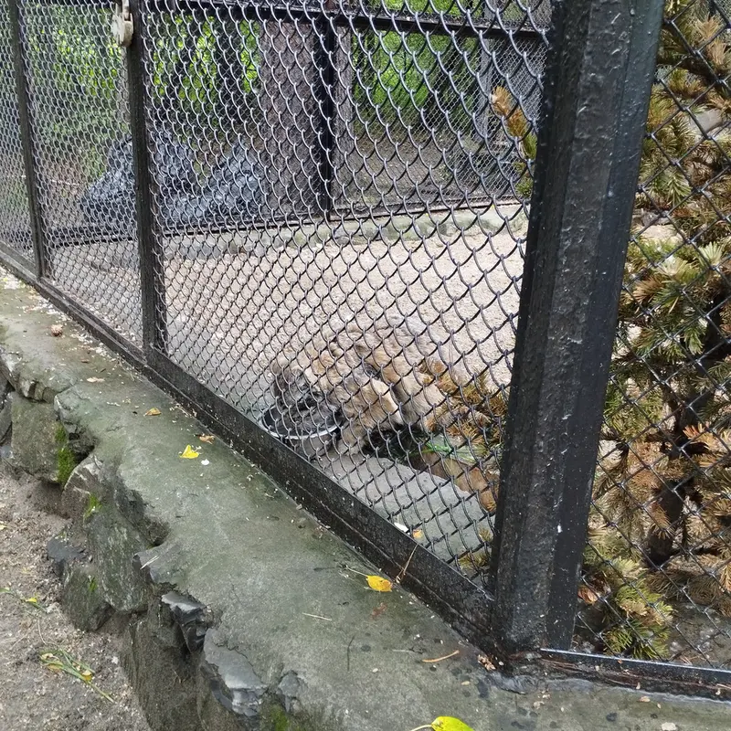 Фотография Зеленогорска в Новосибирском Зоопарке