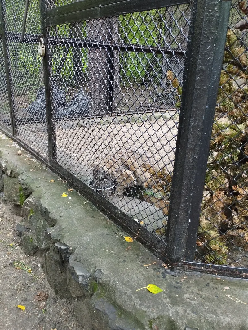 Фотография Зеленогорска в Новосибирском Зоопарке