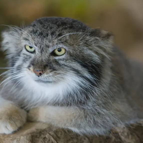 Фотография Машдога в Зоопарке Цинциннати