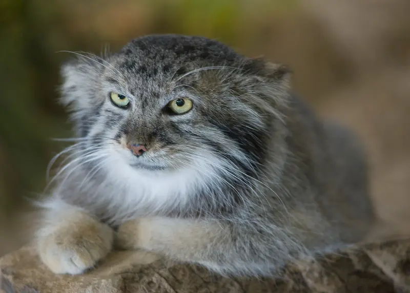 Фотография Машдога в Зоопарке Цинциннати