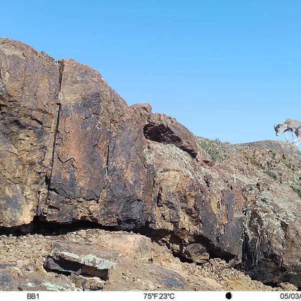 Фотография Аргали с фотоловушки Актас-Кункора