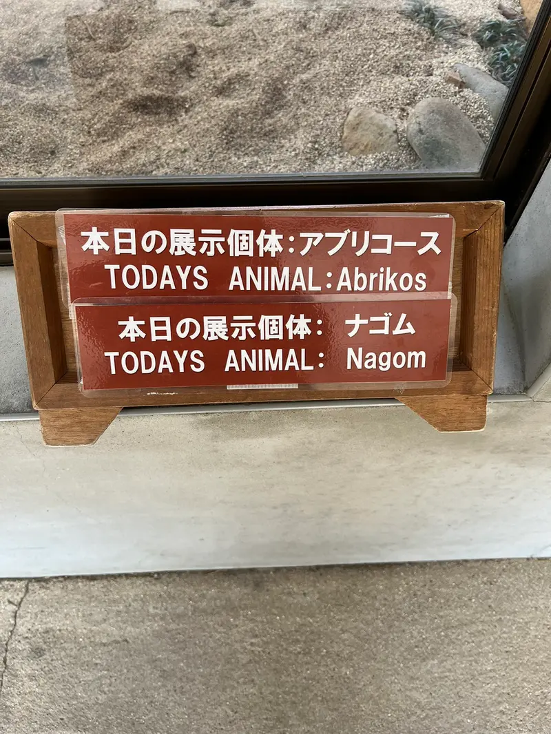 Фотография с манулом в Царстве Животных Насу