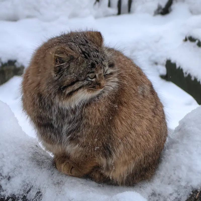 Фотография Сына Снежинки 2025 г.р. Ⅲ в Новосибирском Зоопарке