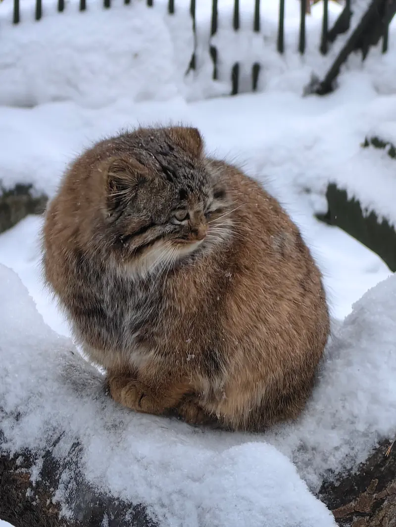 Фотография Сына Снежинки 2025 г.р. Ⅲ в Новосибирском Зоопарке