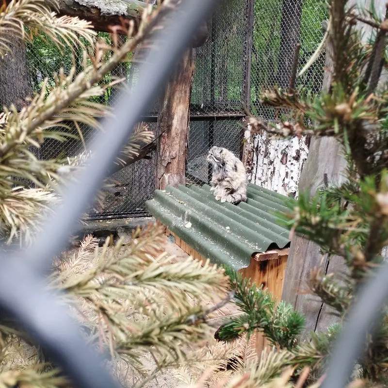 Фотография Зеленогорска в Новосибирском Зоопарке