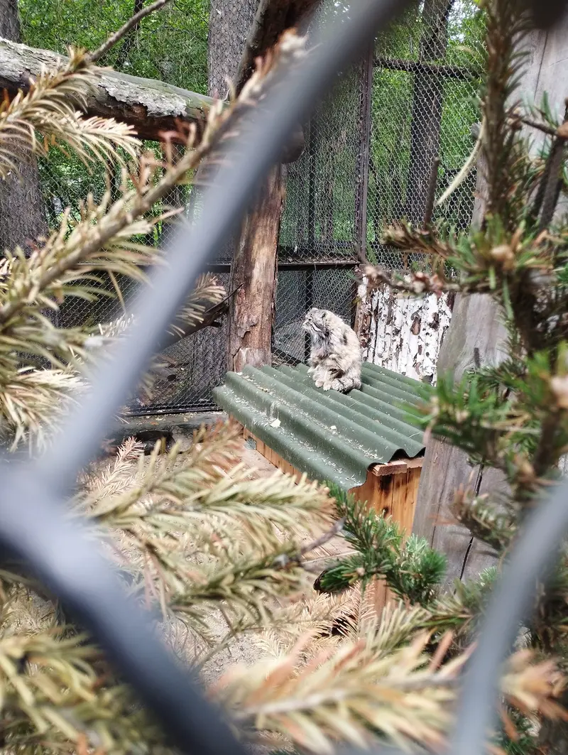 Фотография Зеленогорска в Новосибирском Зоопарке