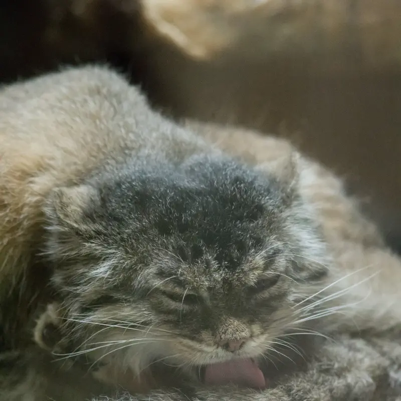 Фотография Примулы в Зоопарке Уено