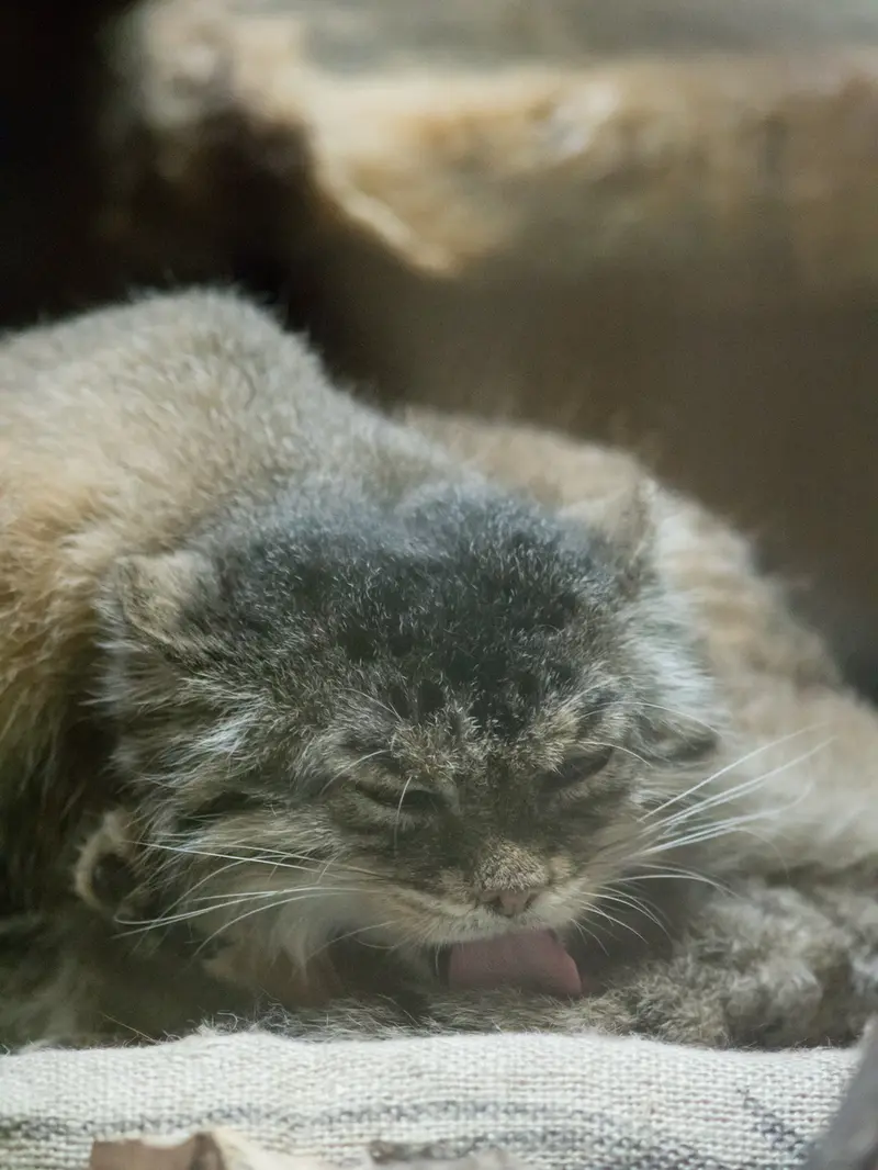 Фотография Примулы в Зоопарке Уено