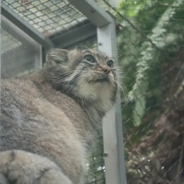 Фотография Аз в Царстве Животных Кобе