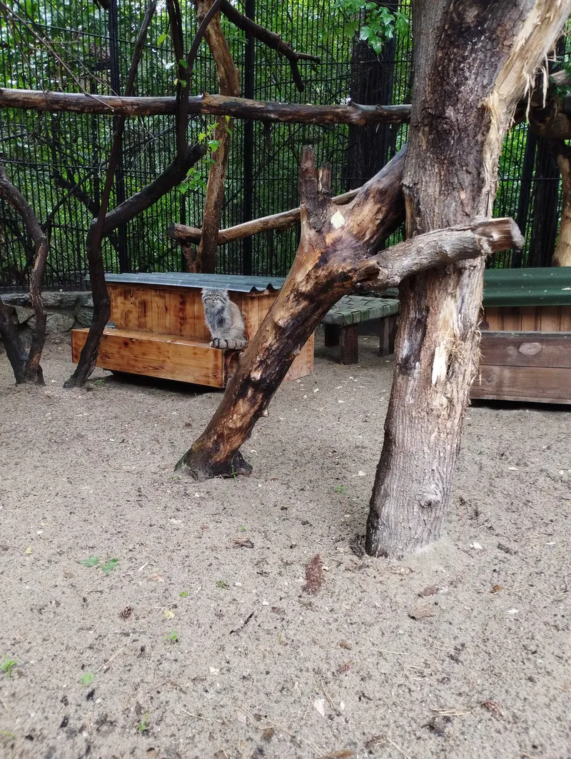 Фотография с манулом в Новосибирском Зоопарке