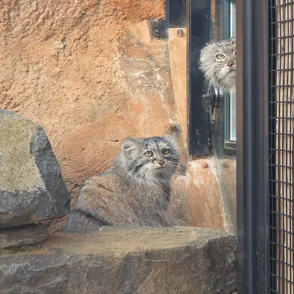 Фотография Принцессы в Пражском Зоопарке