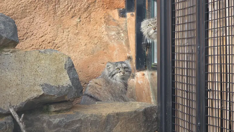 Фотография Принцессы в Пражском Зоопарке