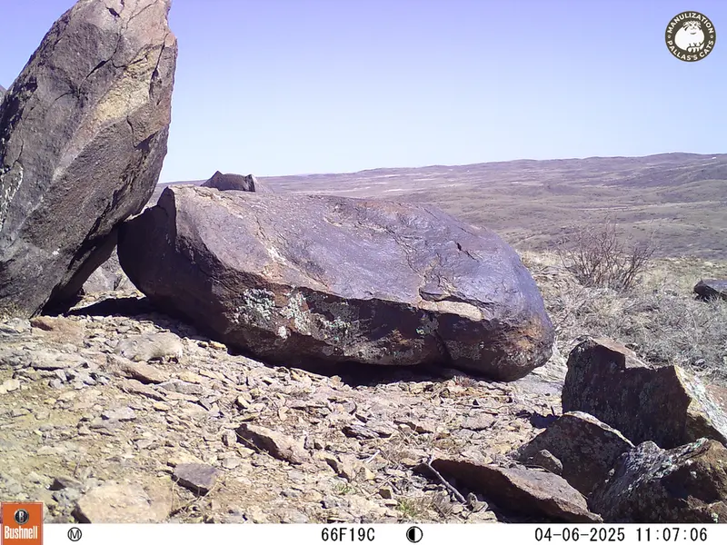 Фотография Казахскаи Пищухи с фотоловушки Кошкар