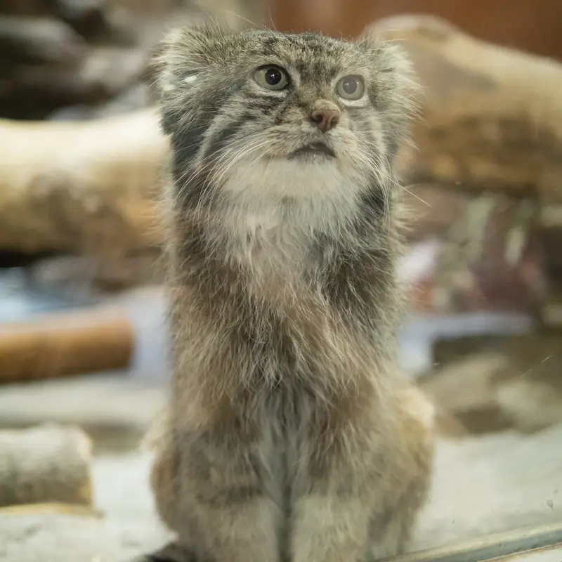 Фотография Клёна в Зоопарке Уено